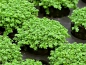 Preview: Kuba-Perlkraut - Hemianthus callitrichoides 'Cuba'